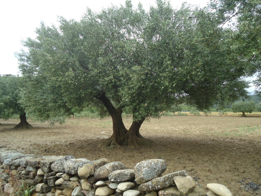 Willa Casa Felisa Pirineo Aragones Santa Eulalia de Gállego Pokój zdjęcie